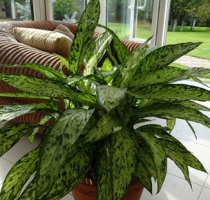 Диффенбахия (Dieffenbachia)