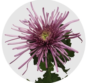 Хризантема одноголовая Узури пёпл (Uzuri Purple)