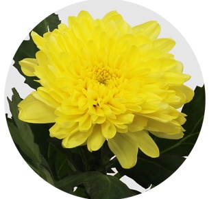 Хризантема одноголовая Зембла желтая (Zembla yellow)