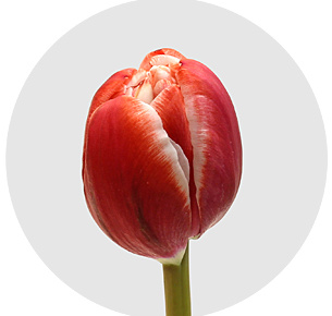 Тюльпан Драмлайн (Drumline)