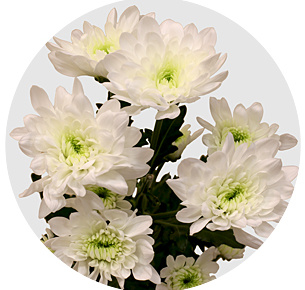 Хризантема кустовая Авиатор (Aviator)