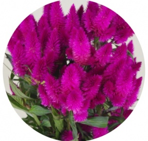Целозия колосковая тёмно-лиловая Каракас (Celosia Deep Purple Caracas)