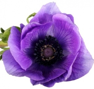Анемон фиолетовый