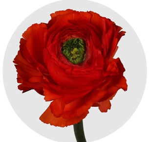 Ранункулус Клуни красный (Clooney red)