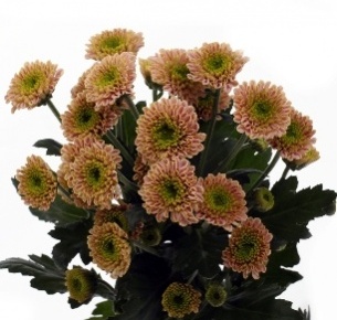 Хризантема кустовая Сантини Батиста (Santini Bautista)