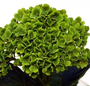 Гортензия зеленая