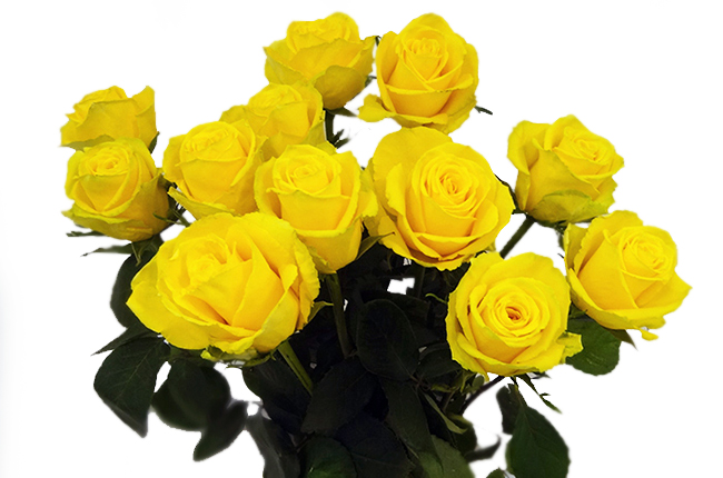 Роза Гуд Таймс (Good Times) Роза Гуд Таймс (Good Times)