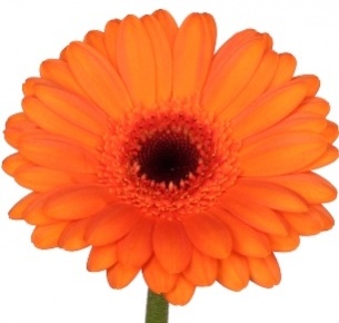 Гербера Эрика (Erica)