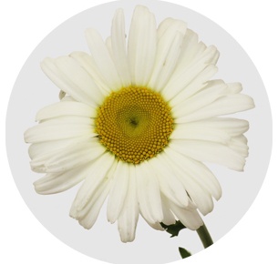 Ромашка белая