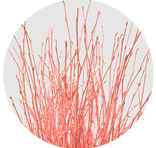 Берёза крашеная светло-розовая (Berken painted light pink)