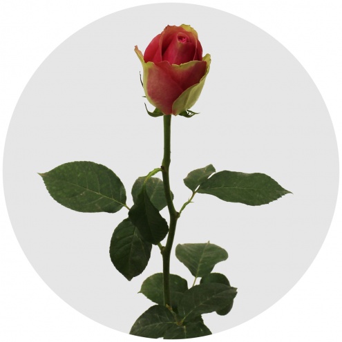 Роза Бельвью (Bellevue) Роза Бельвью (Bellevue)