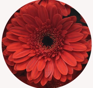 Гербера Баронес (Barones)