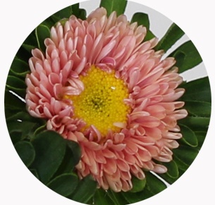 Астра китайская Каллистефус абрикосовая (Callistephus abrikoos)