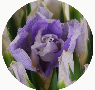 Ирис сиреневый