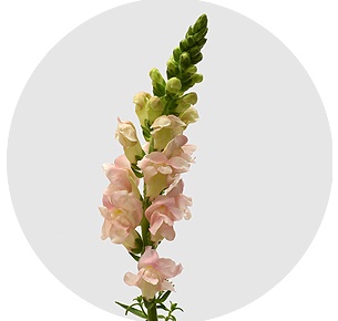 Антирринум светло - розовый