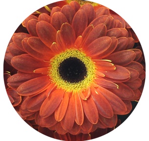 Гербера Ретро (Retro)