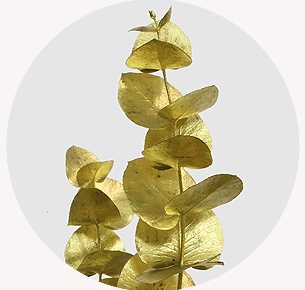 Эвкалипт крашеный золотой (Gold)