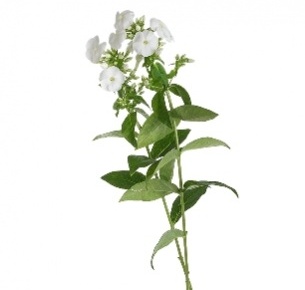 Флокс белый