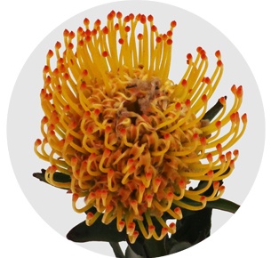 Протея Нутан Айоба сан (Ayoba Sun)