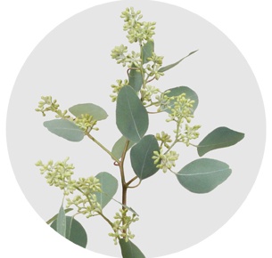 Эвкалипт Популус (Populus)