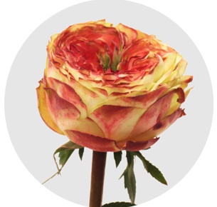 Роза Кубана саммер (Cubana Summer)