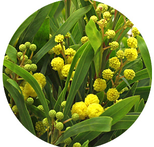 Мимоза Флорибунда (Mimosa Floribunda)