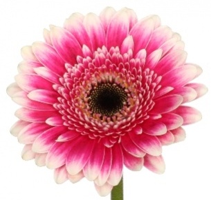 Гербера Фест Класс (First Class)