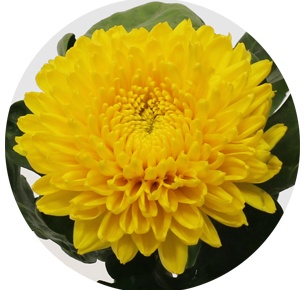 Хризантема одноголовая Миголи (Migoli) 