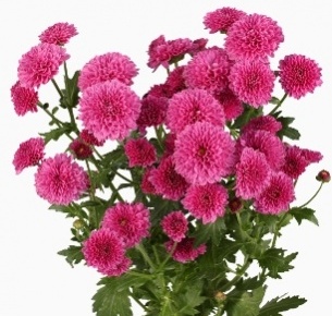 Хризантема кустовая Сантини Масай (Masai)