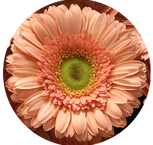 Гербера Киара (Kiara)