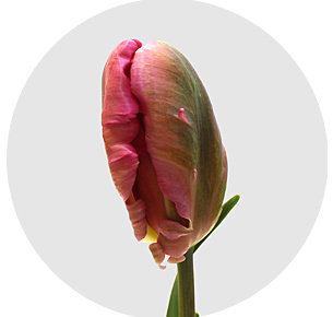 Тюльпан Дон Кихот (Don Quichotte)