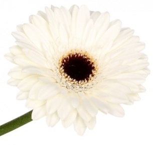 Гербера Айс Квин (Ice Queen)