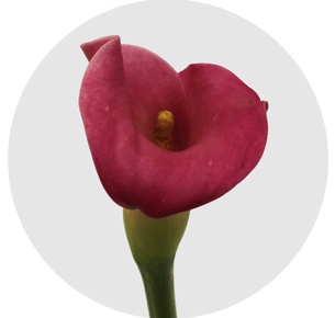 Калла мини ярко-розовая