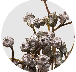 Эвкалипт Боул крашеный (Boule)