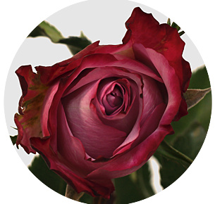 Роза Дип пёпл (Deep Purple) Роза Дип пёпл (Deep Purple)