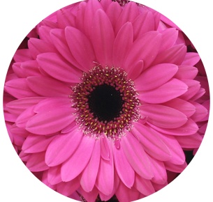 Гербера Рич (Rich)