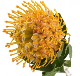 Протея Нутан оранжевая