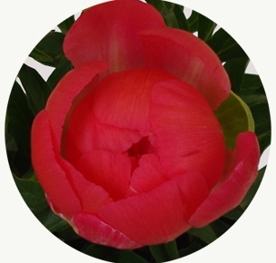 Пион Корал шарм (Coral Charm)