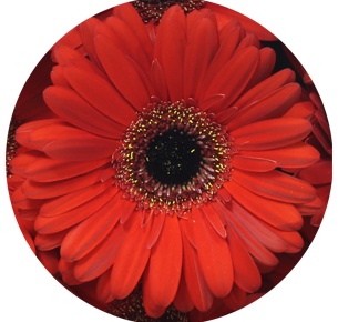 Гербера Родео (Rodeo)