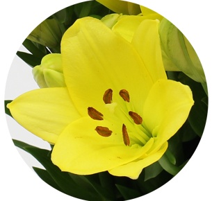 Лилия азиатская желтая Еллоу Даймонд (Yellow Diamond)