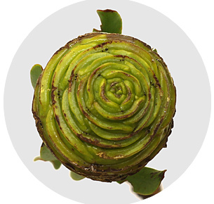 Каапс Платистар (Kaaps Platystar)