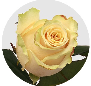 Роза Талея (Talea)