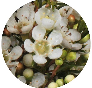 Ваксфлауэр Луна (Luna)