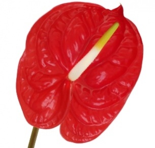 Антуриум Этерно (Eterno)