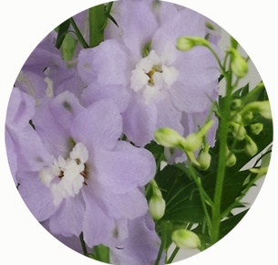 Дельфиниум гибрид милка