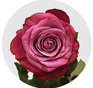 Роза Принц Персии (Prince of Persia) Роза Принц Персии (Prince of Persia)