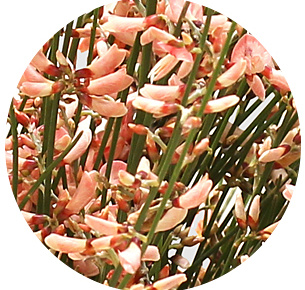 Джинстер розовый (pink)