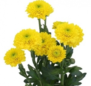 Хризантема кустовая Сантини Ауринко (Santini  Aurinko)