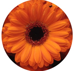 Гербера мини Аллюр (Allure)