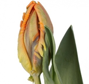 Тюльпан Принцесс Ирен (Prinses Irene)